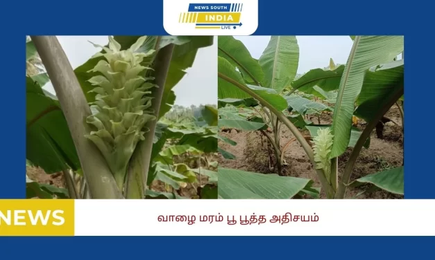 வாழை மரம் பூ பூத்த அதிசயம்