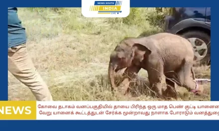 கோவை தடாகம் வனப்பகுதியில் தாயை பிரிந்த ஒரு மாத பெண் குட்டி யானையை, வேறு யானைக் கூட்டத்துடன் சேர்க்க மூன்றாவது நாளாக போராடும் வனத்துறை.