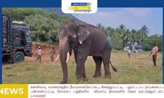 கன்னிவாடி வனச்சரகத்தில் நீலமலைக்கோட்டை ,கிணத்துப்பட்டி, புதுஎட்டப்ப நாயக்கன்பட்டி, பண்ணைப்பட்டி, கோம்பை பகுதிகளில் விவசாய நிலங்களில் சேதம் ஏற்படுத்தும் காட்டு யானைகள்