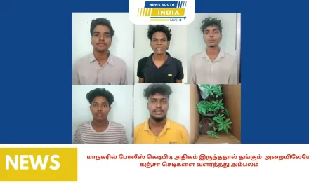 மாநகரில் போலீஸ் கெடிபிடி அதிகம் இருந்ததால் தங்கும் அறையிலேயே கஞ்சா செடிகளை வளர்த்தது அம்பலம்