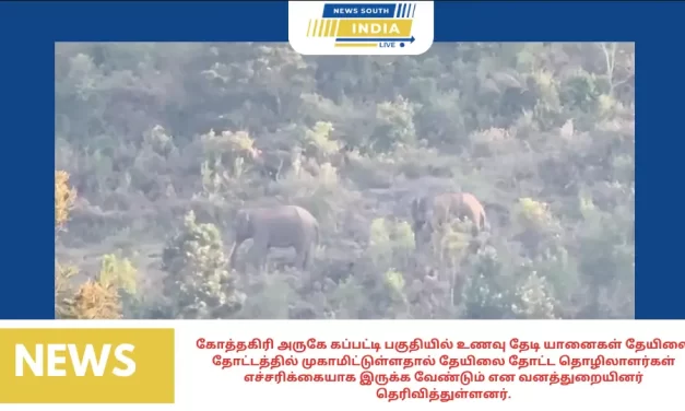கோத்தகிரி அருகே கப்பட்டி பகுதியில் உணவு தேடி யானைகள் தேயிலை தோட்டத்தில் முகாமிட்டுள்ளதால் தேயிலை தோட்ட தொழிலாளர்கள் எச்சரிக்கையாக இருக்க வேண்டும் என வனத்துறையினர் தெரிவித்துள்ளனர்.