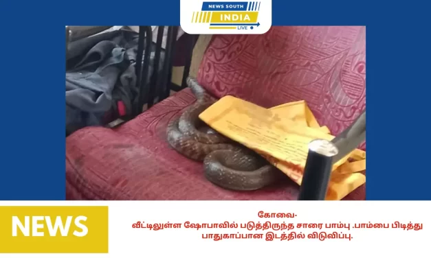கோவை-வீட்டிலுள்ள ஷோபாவில் படுத்திருந்த சாரை பாம்பு .பாம்பை பிடித்து பாதுகாப்பான இடத்தில் விடுவிப்பு.