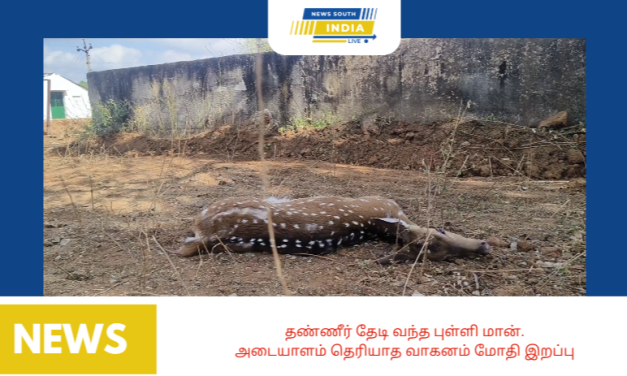 தண்ணீர் தேடி வந்த புள்ளி மான்.அடையாளம் தெரியாத வாகனம் மோதி இறப்பு