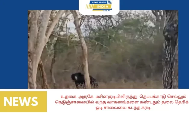 உதகை அருகே மசினகுடியிலிருந்து தெப்பக்காடு செல்லும் நெடுஞ்சாலையில் வந்த வாகனங்களை கண்டதும் தலை தெரிக்க ஓடி சாலையை கடந்த கரடி.