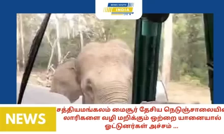 சத்தியமங்கலம் மைசூர் தேசிய நெடுஞ்சாலையில் லாரிகளை வழி மறிக்கும் ஒற்றை யானையால் ஓட்டுனர்கள் அச்சம் …