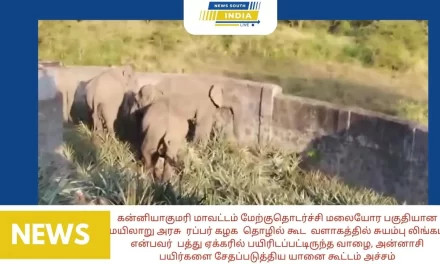 கன்னியாகுமரி மாவட்டம் மேற்குதொடர்ச்சி மலையோர பகுதியான மயிலாறு அரசு ரப்பர் கழக தொழில் கூட வளாகத்தில் சுயம்பு லிங்கம் என்பவர் பத்து ஏக்கரில் பயிரிடப்பட்டிருந்த வாழை, அன்னாசி பயிர்களை சேதப்படுத்திய யானை கூட்டம் பல லட்சம் சேதம் அருகே ரப்பர் தோட்ட குடியிருப்பு உள்ளதால் தோட்ட தொழிலாளர்கள் அச்சம்