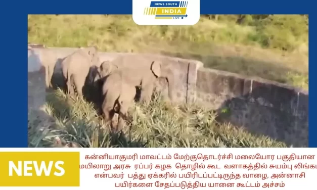 கன்னியாகுமரி மாவட்டம் மேற்குதொடர்ச்சி மலையோர பகுதியான மயிலாறு அரசு ரப்பர் கழக தொழில் கூட வளாகத்தில் சுயம்பு லிங்கம் என்பவர் பத்து ஏக்கரில் பயிரிடப்பட்டிருந்த வாழை, அன்னாசி பயிர்களை சேதப்படுத்திய யானை கூட்டம் பல லட்சம் சேதம் அருகே ரப்பர் தோட்ட குடியிருப்பு உள்ளதால் தோட்ட தொழிலாளர்கள் அச்சம்