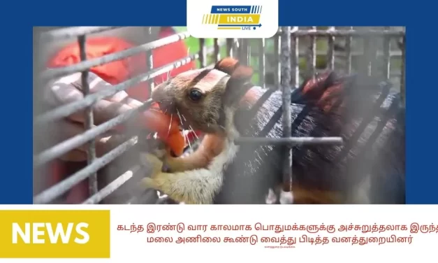 கடந்த இரண்டு வார காலமாக பொதுமக்களுக்கு அச்சுறுத்தலாக இருந்த மலை அணிலை கூண்டு வைத்து பிடித்த வனத்துறையினர்
