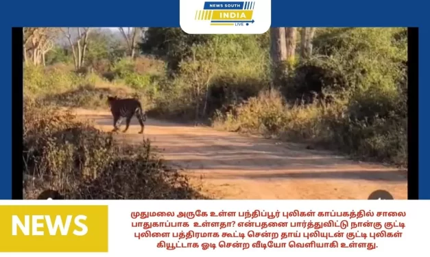 முதுமலை அருகே உள்ள பந்திப்பூர் புலிகள் காப்பகத்தில் சாலை பாதுகாப்பாக உள்ளதா? என்பதனை பார்த்துவிட்டு நான்கு குட்டி புலிளை பத்திரமாக கூட்டி சென்ற தாய் புலியுடன் குட்டி புலிகள் கியூட்டாக ஓடி சென்ற வீடியோ வெளியாகி உள்ளது.