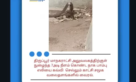 திருப்பூர் மாநகராட்சி அலுவலகத்திற்குள் நுழைந்த 7அடி நீளம் கொண்ட நாக பாம்பு எலியை கவ்வி செல்லும் காட்சி சமூக வலைதளங்களில் வைரல்.