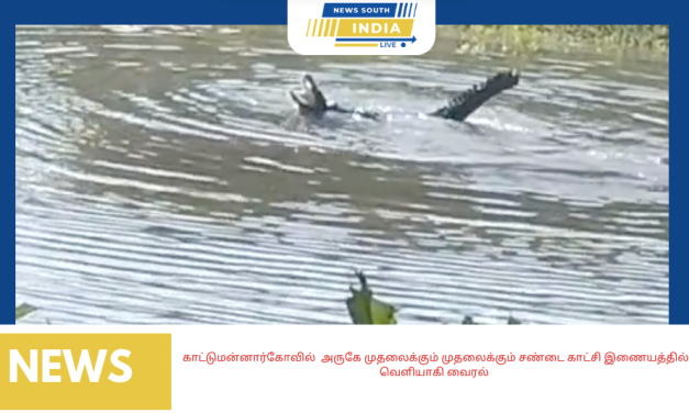 காட்டுமன்னார்கோவில் அருகே முதலைக்கும் முதலைக்கும் சண்டை காட்சி இணையத்தில் வெளியாகி வைரல்