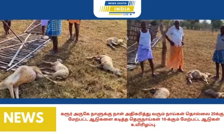 கரூர் அருகே நாளுக்கு நாள் அதிகரித்து வரும் நாய்கள் தொல்லை 20க்கும் மேற்பட்ட ஆடுகளை கடித்த தெருநாய்கள் 10-க்கும் மேற்பட்ட ஆடுகள் உயிரிழப்பு.