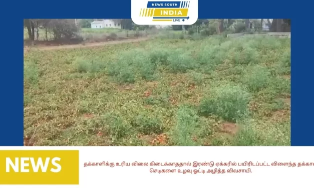 தக்காளிக்கு உரிய விலை கிடைக்காததால் இரண்டு ஏக்கரில் பயிரிடப்பட்ட விளைந்த தக்காளி செடிகளை உழவு ஓட்டி அழித்த விவசாயி.