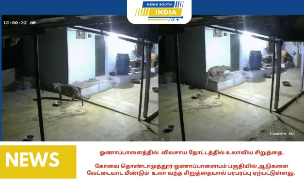 ஓணாப்பாளைத்தில் விவசாய தோட்டத்தில் உலாவிய சிறுத்தை.