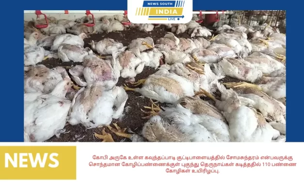 கோபி அருகே உள்ள கவுந்தப்பாடி குட்டிபாளையத்தில் சோமசுந்தரம் என்பவருக்கு சொந்தமான கோழிப்பண்ணைக்குள் புகுந்து தெருநாய்கள் கடித்ததில் 110 பண்ணை கோழிகள் உயிரிழப்பு.