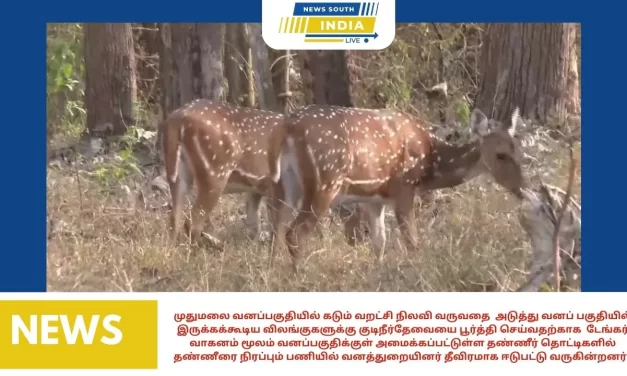 முதுமலை வனப்பகுதியில் கடும் வறட்சி நிலவி வருவதை அடுத்து வனப் பகுதியில் இருக்கக்கூடிய விலங்குகளுக்கு குடிநீர்தேவையை பூர்த்தி செய்வதற்காக டேங்கர் வாகனம் மூலம் வனப்பகுதிக்குள் அமைக்கப்பட்டுள்ள தண்ணீர் தொட்டிகளில் தண்ணீரை நிரப்பும் பணியில் வனத்துறையினர் தீவிரமாக ஈடுபட்டு வருகின்றனர் .