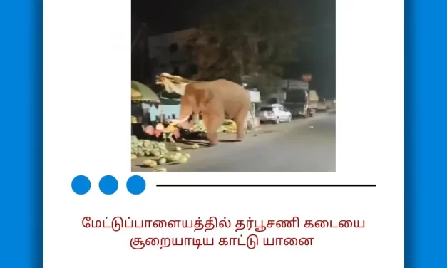 மேட்டுப்பாளையத்தில் தர்பூசணி கடையை சூறையாடிய காட்டு யானை
