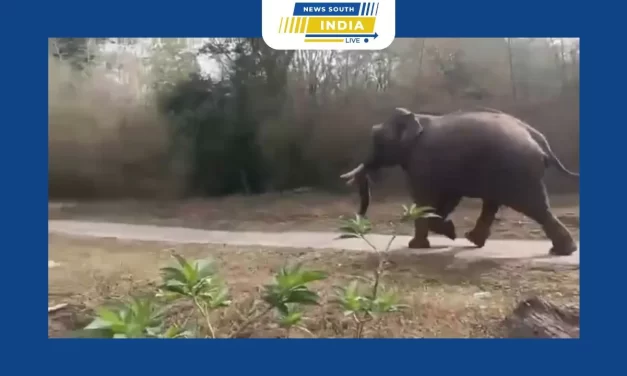கால் அளவு கூட இல்லாத இரண்டு நாய்களை பார்த்து மிகப்பெரிய உருவத்தில் உள்ள குட்டியானை தலை தெறிக்க ஓடியது.இந்த வீடியோ காட்சிகள் தற்போது சமூக வலைதளங்களில் வைரலாகி வருகிறது.