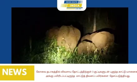 கோவை தடாகத்தில் விவசாய தோட்டத்திற்குள் 3 குட்டிகளுடன் புகுந்த காட்டு யானைகள் அங்கு பயிரிடப்பட்டிருந்த மாட்டுத் தீவனப் பயிர்களை தேசப்படுத்தியது.