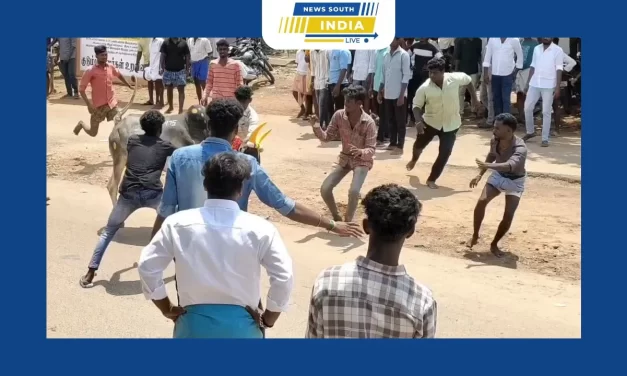 சிவகங்கை மாவட்டம் சிங்கம்புணரியில் பங்குனி பொங்கல் திருவிழாவை முன்னிட்டு கிராமத்தார்கள் நடத்தும் இளவட்ட மஞ்சுவிரட்டில் சீறிப்பாய்ந்த காளைகள்