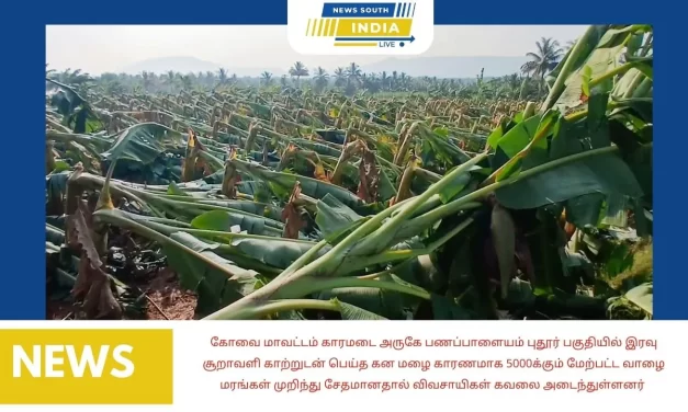 கோவை மாவட்டம் காரமடை அருகே பணப்பாளையம் புதூர் பகுதியில் இரவு சூறாவளி காற்றுடன் பெய்த கன மழை காரணமாக 5000க்கும் மேற்பட்ட வாழை மரங்கள் முறிந்து சேதமானதால் விவசாயிகள் கவலை அடைந்துள்ளனர்