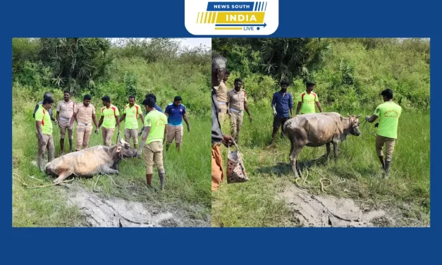 உளுந்தூர்பேட்டை அடுத்த உளுந்தாண்டார் கோயில் பகுதியில் வயல்வெளி சேற்றில் சிக்கிய பசுமாடு தீயணைப்பு துறையினர் மீட்டனர்