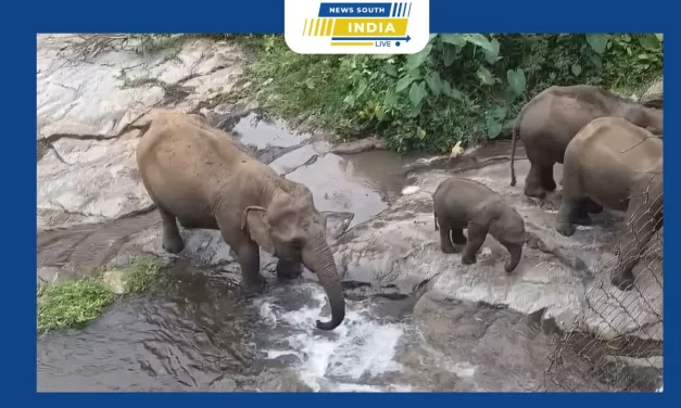 கோடை மழையால் புத்துயிர்பெறும் நீரோடைகள், குடும்பமாக தாகம் தணிக்கும் யானைகள்!