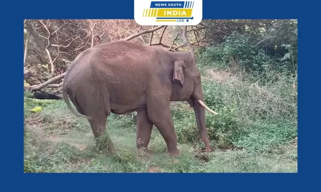 கோவை மாவட்டம் மேட்டுப்பாளையம் அருகே சிறுமுகை வனப்பகுதியில் சோர்வாகக் காணப்படும் காட்டு யானைக்கு நோய் தொற்று ஏற்பட்டுள்ளதா என்பது குறித்து வனத்துறை மருத்துவ குழுவினர் ஆய்வு