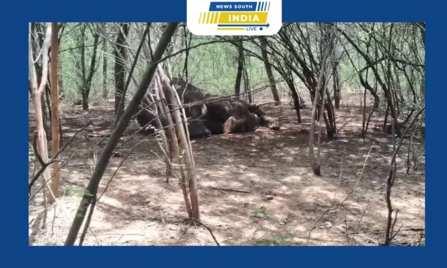 மேட்டுப்பாளையம் அருகே உடல்நலம் பாதிக்கப்பட்டு சிகிச்சை அளிக்கப்பட்டு வரும் காட்டு யானை நான்காவது நாளாக சிகிச்சை அளிக்கும் பணி தொடர்ந்து நடைபெற்று வருகிறது