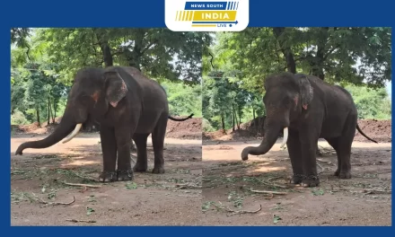 கோவை வெள்ளியங்கிரி கோயிலுக்கு வரும் ஒற்றை காட்டு யானை – பக்தர்கள் பாதுகாப்புக்காக கும்கி யானை வரவழைப்பு.