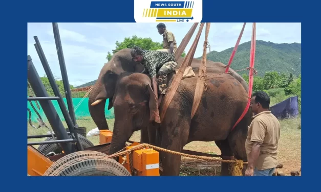 கோவை மருதமலை வனப்பகுதியில் உடல் நலக்குறைவால் பாதிக்கப்பட்ட பெண் காட்டு யானைக்கு 4 ஆவது நாளாக சிகிச்சை – உடல் நிலையில் முன்னேற்றம்.