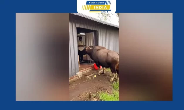 கொடைக்கானலில் காட்டெருமைக்கு கத்திரிக்காய் ஊட்டிய இருவருக்கு வனத்துறையினர் அபராதம்.