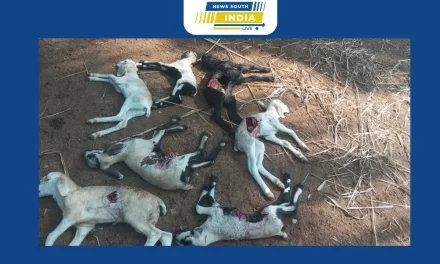 காங்கேயம் அருகே வெறிநாய்கள் கடித்து 6 ஆடுகள் உயிரிழப்பு