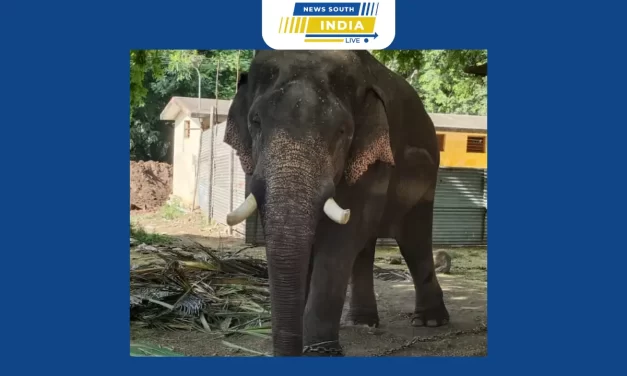 கோவை வெள்ளிங்கிரி கோயிலில் பக்தர்கள் பாதுகாப்பிற்காக, இரண்டாவது கும்கி யானை வரவழைப்பு.