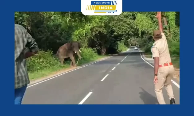 ஆழியார் – வால்பாறை சாலையில் ஒற்றை காட்டு யானை உலா போக்குவரத்து பாதிப்புசுற்றுலா பயணிகள் அச்சம்