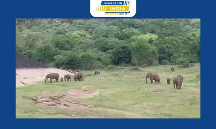 ஆழியார் அணையில் உலாவரும் யானை கூட்டம்