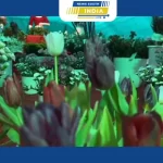 மாவட்ட சுற்றுலாத் துறையால் ஏற்பாடு செய்யப்பட்ட நான்காவது மூணார் மலர் கண்காட்சி தொடங்கியது.