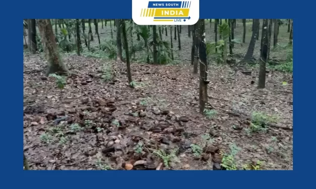 அரசு,தனியார் ரப்பர் தோட்டங்களில் ரப்பர் பால் வெட்டும் தொழில் நிறுத்தம்