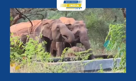 கோடை காலம் முடியும் வரை வனப்பகுதியில் வனத்துறையினரால் அமைக்கப்பட்ட செயற்கை தண்ணீர் தொட்டிகளை தூய்மைப்படுத்தி பராமரிக்க முடிவு