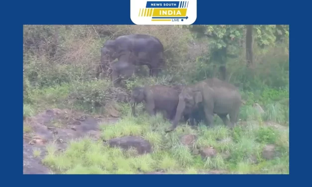 கொடைக்கானல் பள்ளங்கி கோம்பை பகுதிகளை நேற்று மாலை பொழுது முகாமிட்டுள்ள யானை கூட்டத்தால் விவசாயிகள் அச்சம் …