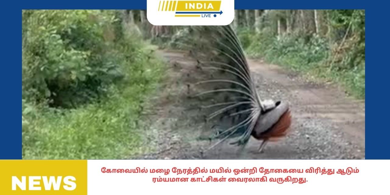 கோவையில் மழை நேரத்தில் மயில் ஒன்றி தோகையை விரித்து ஆடும் ரம்யமான காட்சிகள் வைரலாகி வருகிறது.