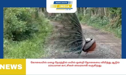 கோவையில் மழை நேரத்தில் மயில் ஒன்றி தோகையை விரித்து ஆடும் ரம்யமான காட்சிகள் வைரலாகி வருகிறது.