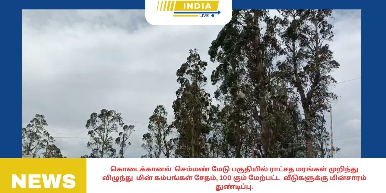 கொடைக்கானல் செம்மண் மேடு பகுதியில் ராட்சத மரங்கள் முறிந்து விழுந்து மின் கம்பங்கள் சேதம், 100 கும் மேற்பட்ட வீடுகளுக்கு மின்சாரம் துண்டிப்பு.