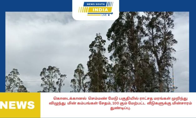 கொடைக்கானல் செம்மண் மேடு பகுதியில் ராட்சத மரங்கள் முறிந்து விழுந்து மின் கம்பங்கள் சேதம், 100 கும் மேற்பட்ட வீடுகளுக்கு மின்சாரம் துண்டிப்பு.