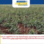 கம்பம் பகுதியில் பெய்த தென்மேற்கு பருவமழையால் மானாவாரி மொச்சை விவசாயம் பூத்து குலுங்குகின்றது கண்கொள்ளாக் காட்சியாக உள்ளது.