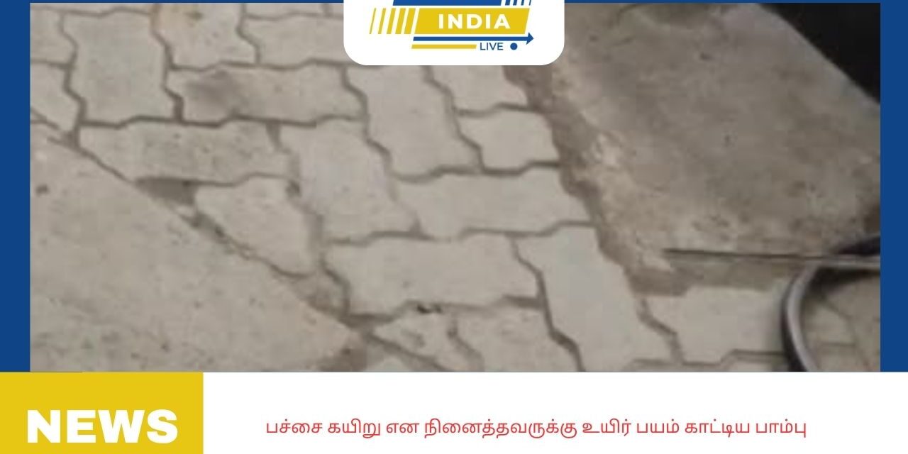 பச்சை கயிறு என நினைத்தவருக்கு உயிர் பயம் காட்டிய பாம்பு