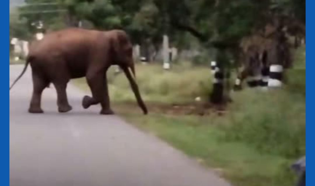கோவை மருதமலை சாலை பாரதியார் பல்கலைக்கழகம் அருகே சாலையை கடந்த காட்டு யானை.