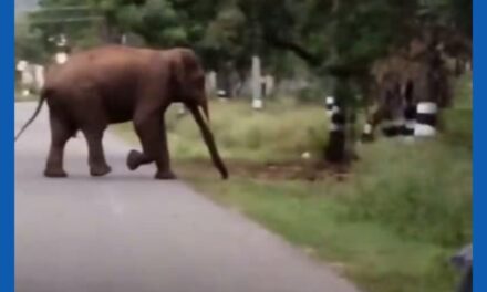 கோவை மருதமலை சாலை பாரதியார் பல்கலைக்கழகம் அருகே சாலையை கடந்த காட்டு யானை.