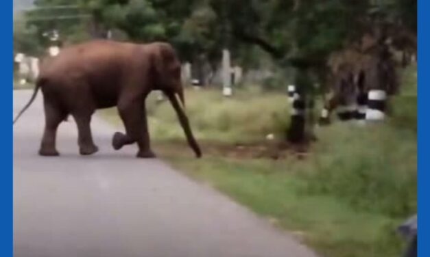 கோவை மருதமலை சாலை பாரதியார் பல்கலைக்கழகம் அருகே சாலையை கடந்த காட்டு யானை.