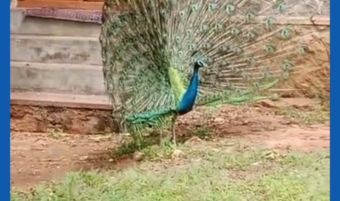 குமரி மாவட்டம் குமரி சுற்றுலா தலத்தில் தமிழ்நாடு அரசினர் விருந்தினர் மாளிகை வளாகத்தில் வானில் ஏற்பட்ட கார்மேகத்தை கண்டு ஆனந்ததுடன் மயில் ஒன்று தனது தோகையை விரித்து ஆடியது. இந்த அழகிய காட்சியை கண்ட சுற்றுலா பயணிகள் பரவசம் அடைந்ததோடு புகைப்படங்கள் விடியோ எடுத்து சென்றார்கள்.